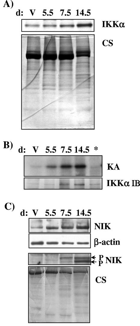 FIG. 7.