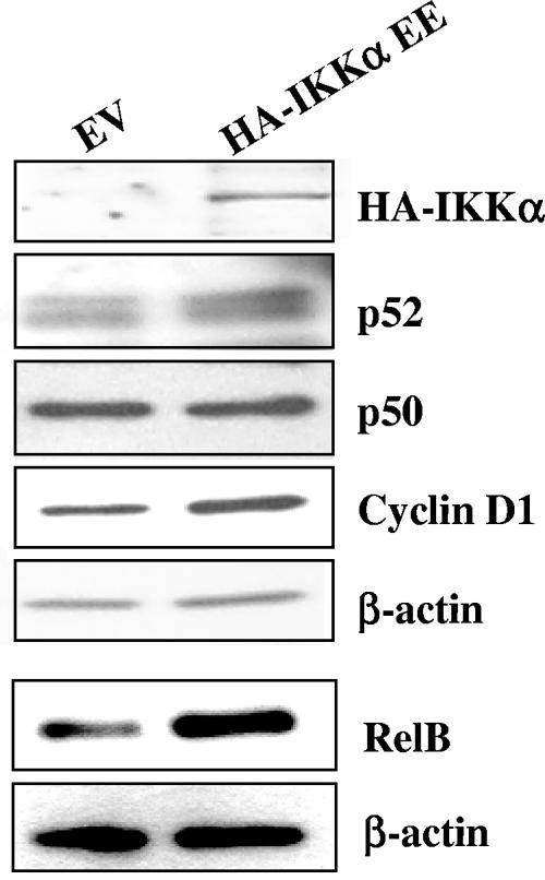 FIG. 8.