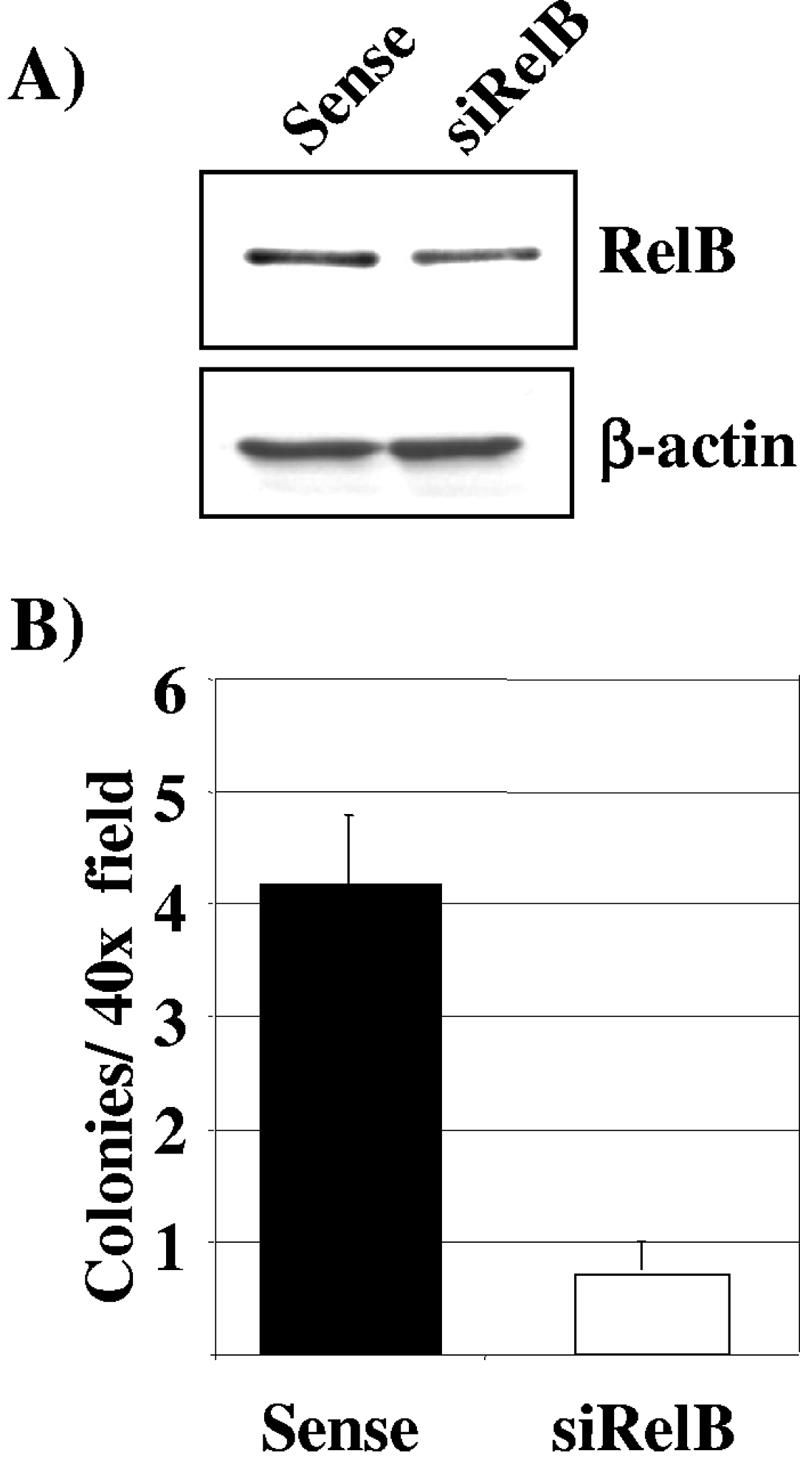 FIG. 12.