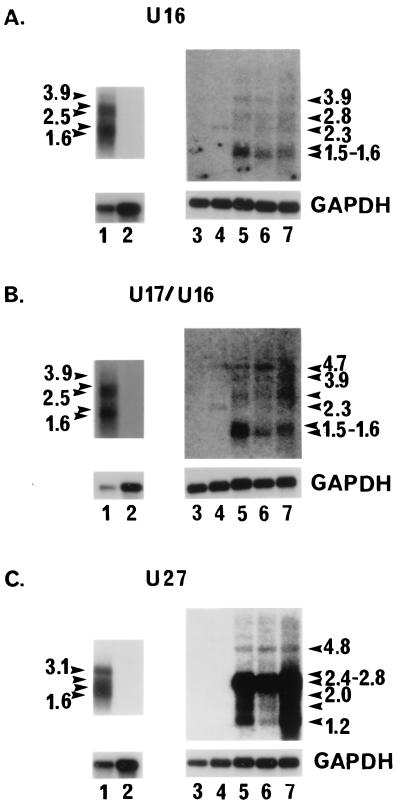 FIG. 7