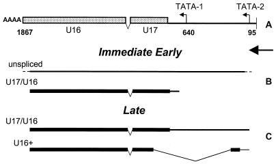 FIG. 12