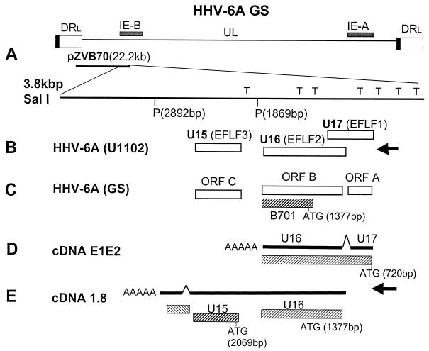 FIG. 1