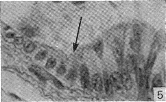 Fig. 5