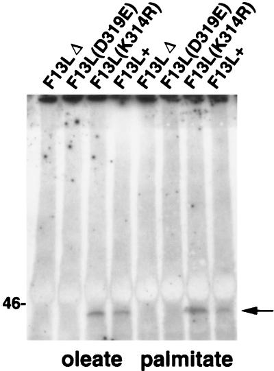 FIG. 5