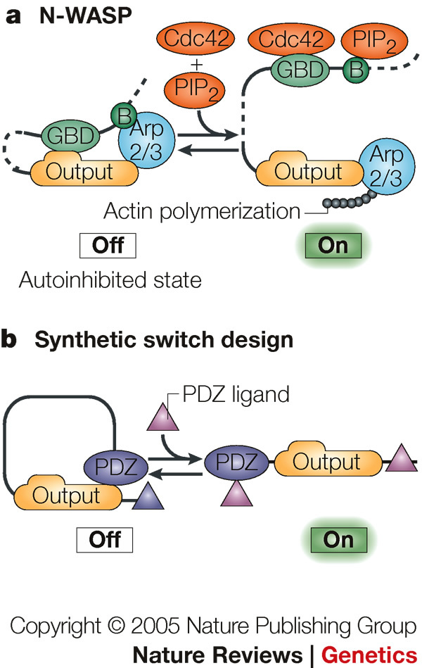 Box 2 | Engineering regulatory circuits