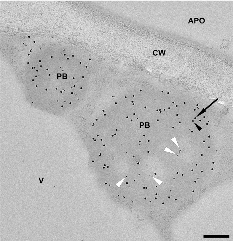 Figure 6