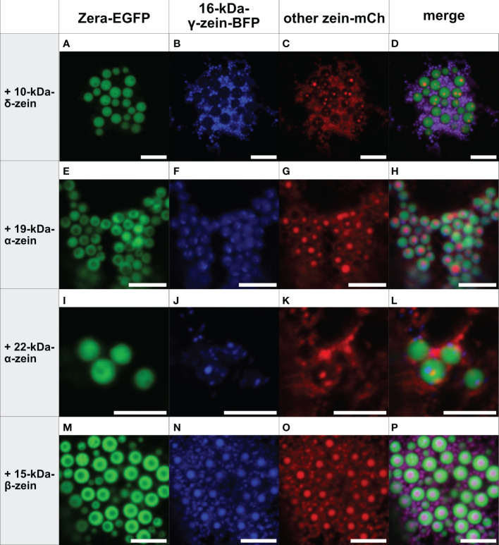 Figure 3