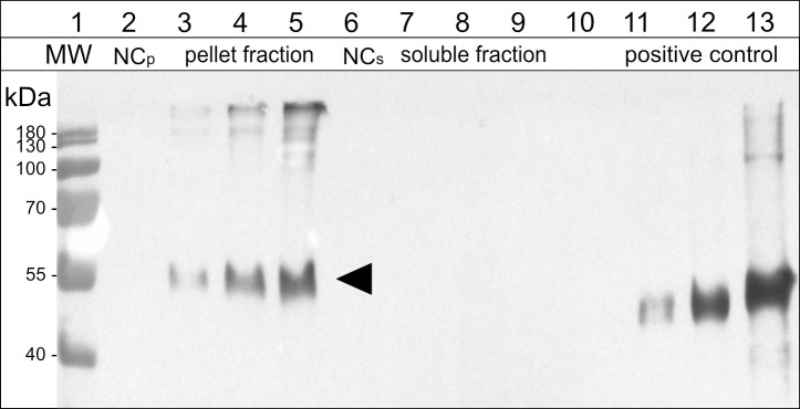 Figure 5