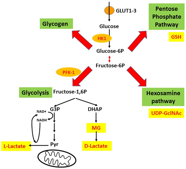 FIGURE 1