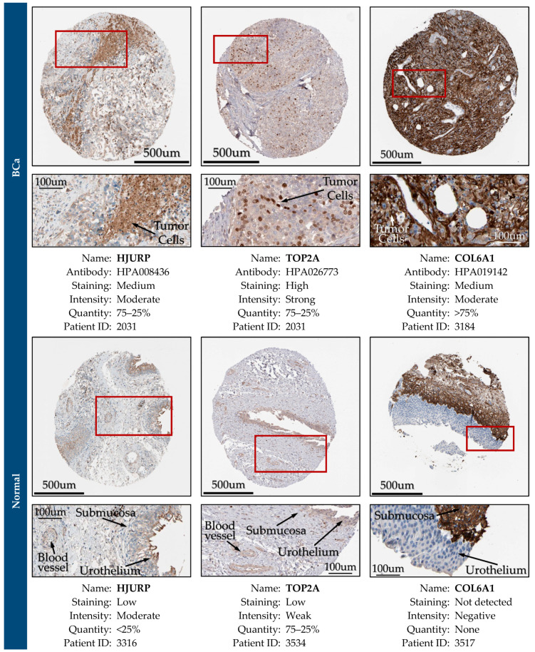 Figure 28