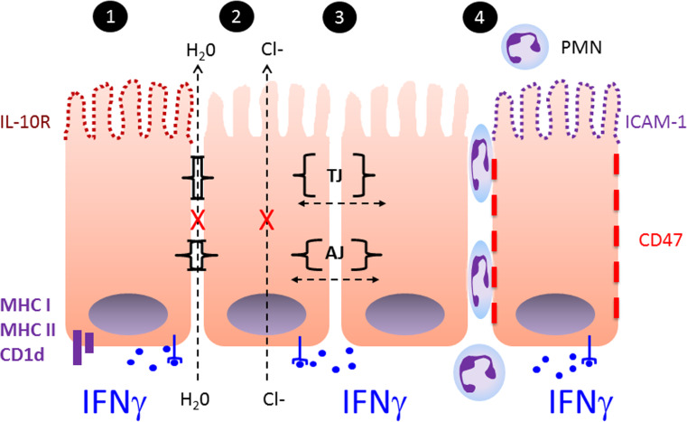 Fig. 1