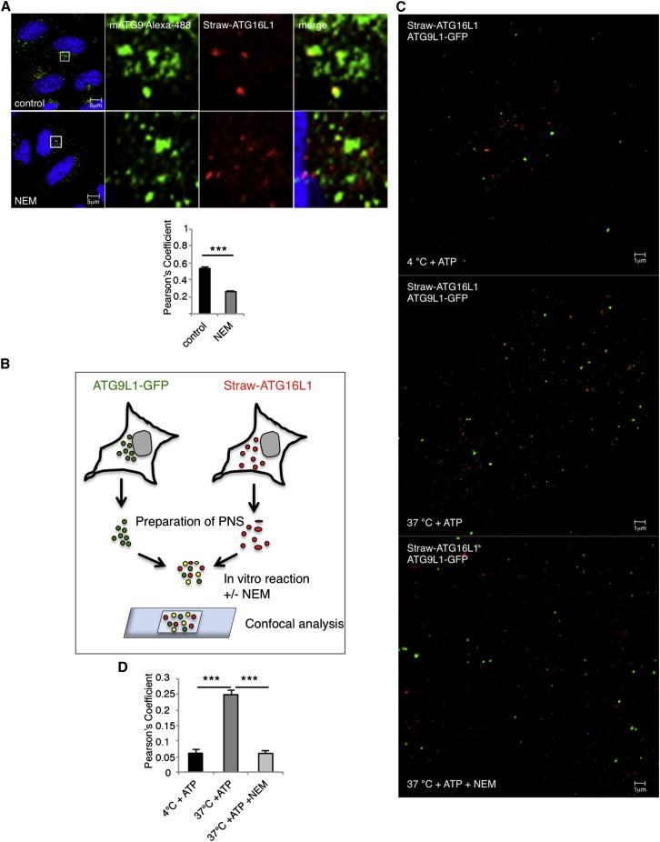 Figure 4