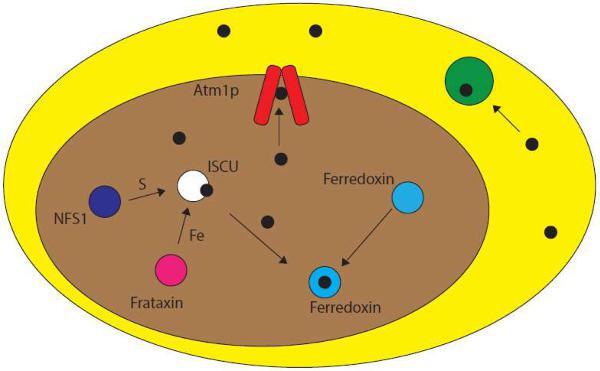 Graphical Abstract