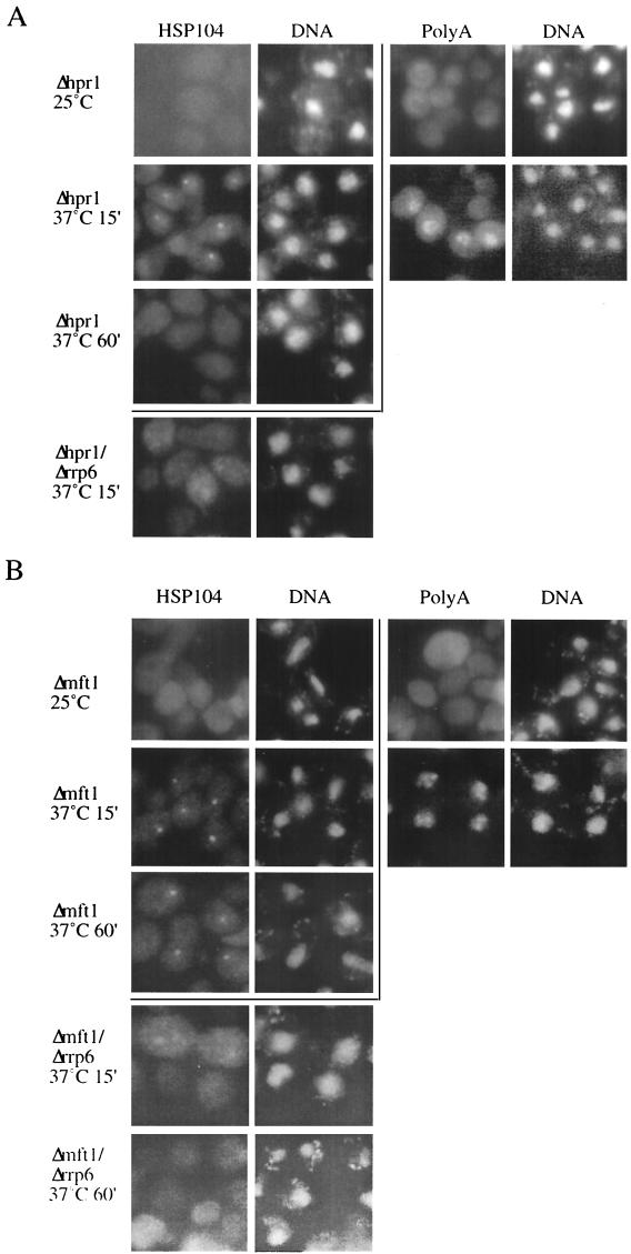 FIG.2.