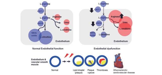 Fig.1. A possible underlying mechanism by which maintenance of L-arginine/L-ornithine ratio is associated with the prevention of atherosclerotic cardiovascular disease