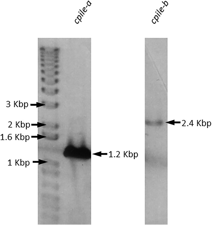 Fig 6