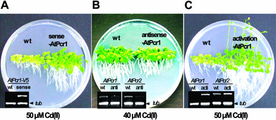 Figure 6.