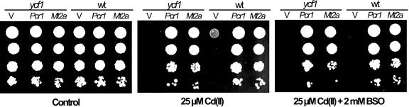 Figure 10.