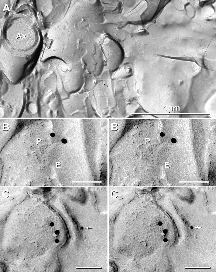 Fig. 8