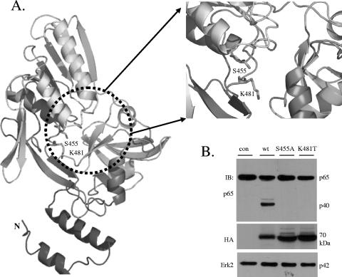 FIG. 2.