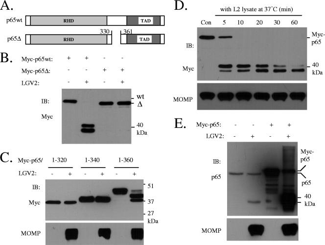 FIG. 4.