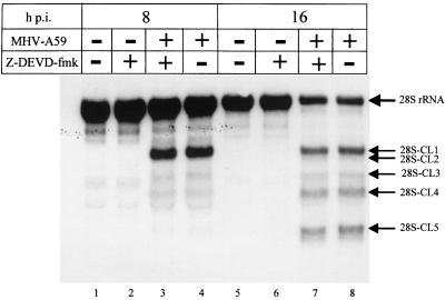 FIG. 7