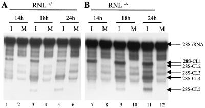 FIG. 6