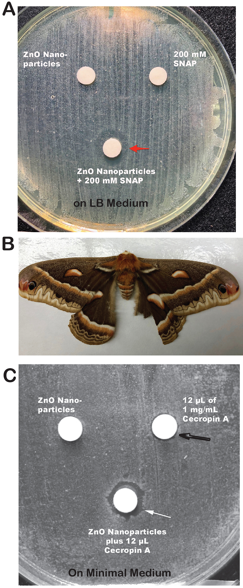 Fig. 2.