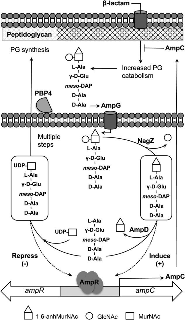 FIGURE 1.