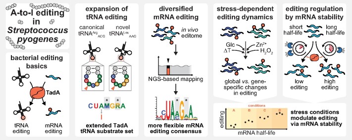 Graphical Abstract