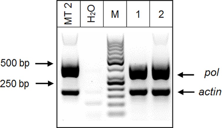 Fig 5