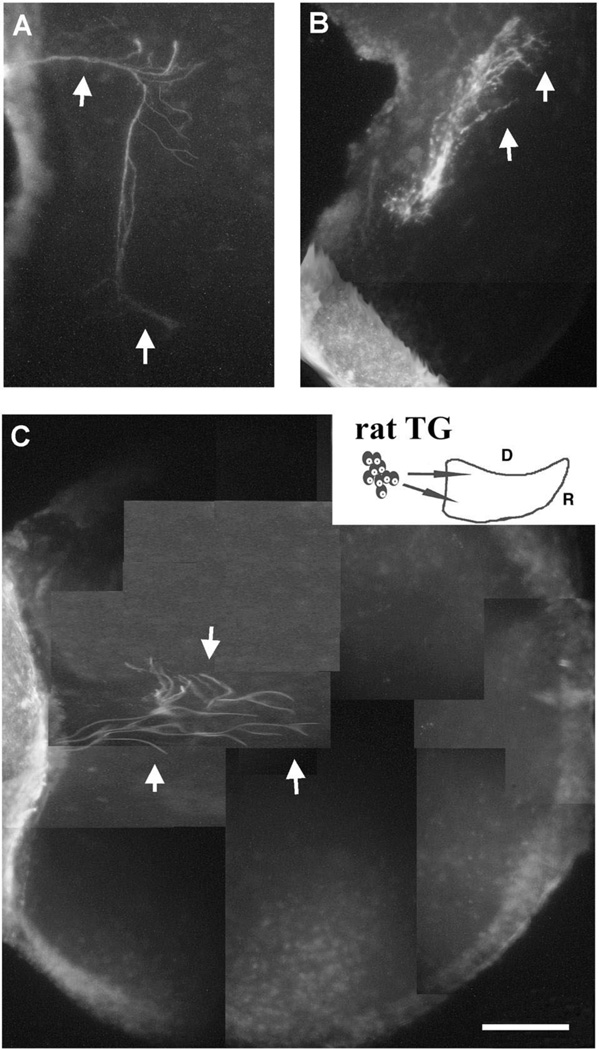 Fig. 5