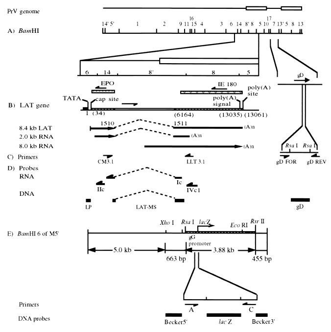 FIG. 1