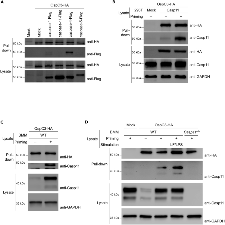 Figure 3