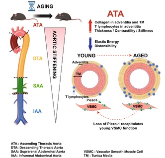 graphic file with name ACEL-23-e14197-g006.jpg