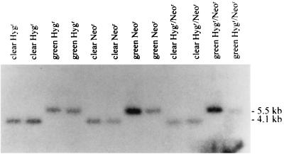 FIG. 8