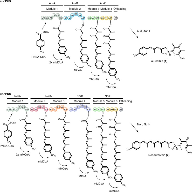 Fig. 1