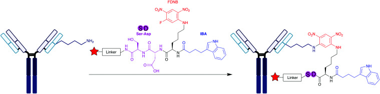 Scheme 7