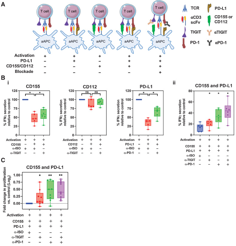 Figure 6. The effect of T-cell proliferation and cytokine secretion following anti–PD-1 and anti-TIGIT blockade. A, Schematic representation of the CHO-aAPC:T-cell coculture assay. T cells from patients with PDAC were cocultured with aAPCs expressing PD-1 and/or TIGIT ligands for 4 days in the presence of anti-TIGIT and/or anti–PD-1, or with a mAb isotype control. B, Cell culture supernatants from 6 patients in triplicate wells were harvested after 4 days of coculture and IFNγ was quantified by ELISA. Box and whisker graphs compare the levels of IFNγ secreted under 3 conditions – without ligand expression, with ligand expression, and for both ligand expression and mAb blockade with either CD155, CD112, or PD-L1 (i) or dual CD155 and PD-L1 (ii) expression. C, Proliferation of T cells (n = 9 patients) following coculture was determined by CTV dilution and analyzed by flow cytometry on day 4. Box and whisker graphs compare fold change in T-cell proliferation following single or dual CD155/PD-L1 mAb blockade compared with without (isotype mAb) blockade with CHO-aAPCs expressing both CD155 and PD-L1. Horizontal lines represent median, boxes represent quartiles and whiskers represent min and max values. Data analyzed using Wilcoxon matched-pairs signed rank test. *, P < 0.05; **, P < 0.01.