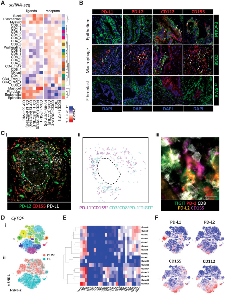 Figure 5. Expression of PD-1 and TIGIT ligands in the PDAC TME. A, Average expression profiles of TIGIT and PD-1 family receptors/ligands on all annotated cell subsets from scRNA-seq data first presented in Fig. 1. B, Representative confocal images of immunofluorescent staining for PD-1 and TIGIT ligands on tumor epithelium (EpCAM+), macrophages (CD68+), and stroma/fibroblasts (α-SMA+) using PDAC FFPE tissue (n = 10 patients). White arrows indicate examples of dual staining. Scale bars: 50 μm. C, Multiplex IHC staining of PD-1 and TIGIT ligands within ectopic lymphoid structures (scale bar: 100 μm) (i). Digital representation of cell segmentation and localization of PD-L1+CD155+ cells and PD-1+TIGIT+ CD8+ T cells (ii). Direct engagement of a PD-1+TIGIT+ CD8+ T cell with a PD-L2+CD155+ cell within the T-cell area (scale bar: 10 μm) (iii). Dashed line represents the border between the T- and B-cell areas. D, A 35-parameter CyTOF panel was used to determine the expression of PD-1 and/or TIGIT ligands on different myeloid-cell subsets in matched PBMC and TIL samples from patients with PDAC (n = 10). t-SNE plot shows Phenograph clusters of myeloid-enriched cell populations from combined PBMC and TIL (i), and cells stratified by sample type (ii). E, Heatmap shows median expression level of key markers in each Phenograph cluster. F, t-SNE plots show the expression level of PD-1 and TIGIT ligands.