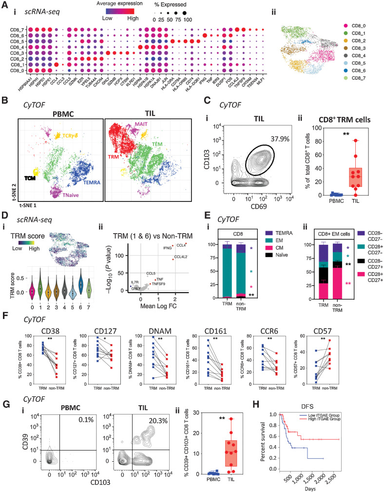 Figure 3. Characterization of CD8+ T-cell populations within the PDAC tumor microenvironment. A, Dotplot of the top markers expressed in each CD8+ T-cell cluster identified via Louvain clustering of scRNA-seq data (first presented in Fig. 1) from CD8+ T cells (i). UMAP embedding of CD8+ T cells from the 3 PDAC patient samples overlaid with Louvain cluster label (ii). B, CyTOF analysis of CD45+ cells from PDAC patient PBMC and TIL (n = 10), using data first used in Fig. 2B. t-SNE plots show Phenograph-clustered CD8+ T-cell populations in PBMC and TIL. C, Representative contour plot showing CD8+ TRM cells in PDAC TIL based on positive expression of CD69 and CD103, generated using the data in Fig. 2B (i). Box and whisker plot showing the proportion of CD8+ TRM cells in PBMC and TIL, generated using the data in Fig. 2B (ii). D, UMAP embedding, performed using scRNA-seq first presented in Fig. 1, overlaid with module score quintiles and module score distributions by CD8 T-cell cluster from scoring a core module of genes overexpressed in TRM T-cells (i). Differential expression analysis distinguishing TRM-like cells (clusters CD8_1 and CD8_6) from non-TRM cells (ii). Selected genes are labelled, and colored points indicate genes that are differentially expressed [BH adjusted P < 0.01 and absolute (average logFC) > 0.5]. E, Comparison of memory T-cell markers in CD8+ TRM and non-TRM in PDAC TIL, performed using the data in Fig. 2B. Bar graph comparing the proportion of Naïve, EM, CM, and TEMRA subsets in CD8+ TRM and non-TRM cells (i). Bar graph comparing the CD27 and CD28 expression pattern in CD8+ EM T-cells within TRM and non-TRM cells (ii). F, Line graphs comparing T-cell activation and differentiation marker expression on CD8+ TRM versus non-TRM cells in PDAC TIL, generated using the data in Fig. 2B. G, Representative contour plots (i) and quantification (ii) of CD39+ CD8+ TRM cells in PBMC and TIL, generated using the data in Fig. 2B. H, DFS analysis of patients with PDAC from the TCGA-PAAD dataset based on the expression level of ITGAE (CD103) in tumor tissue. Horizontal lines represent median, boxes represent quartiles and whiskers represent min and max values. Data analyzed using Wilcoxon matched-pairs signed rank test. *, P < 0.05; **, P < 0.01.