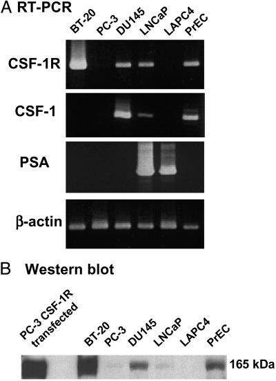 Fig 3.