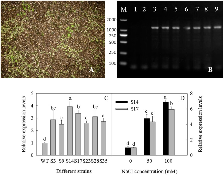 FIGURE 3