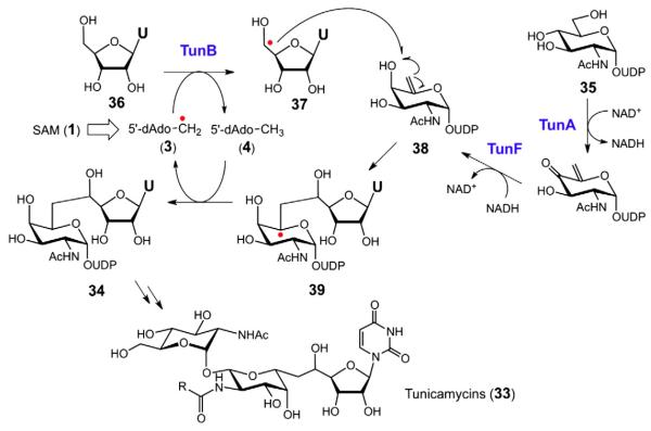 Fig. 12