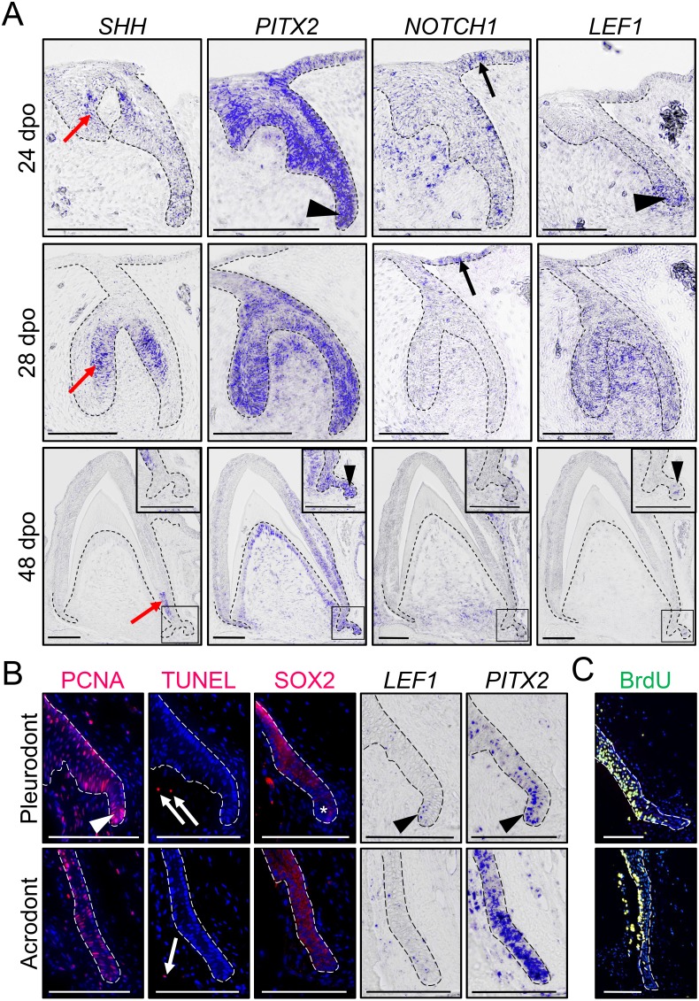 Figure 2.