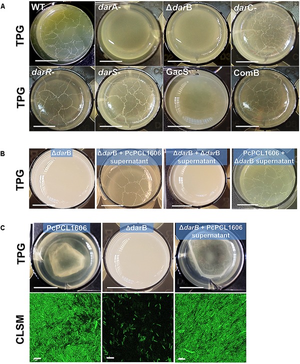 FIGURE 3