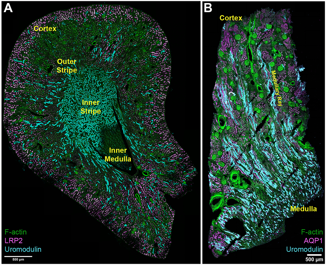 Figure 3: