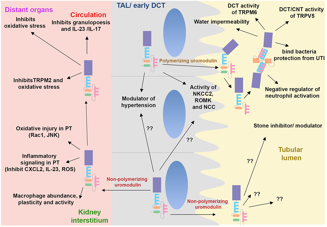 Figure 4: