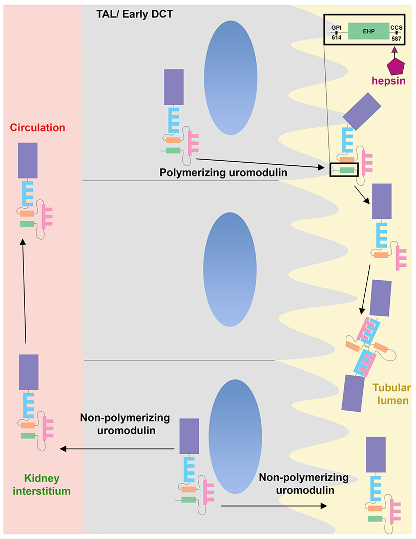 Figure 2: