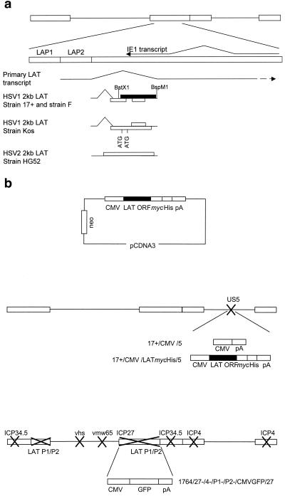 FIG. 1.